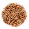 Picture of Dried Mealworm