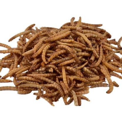Picture of Dried Mealworm
