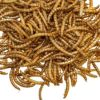 Picture of Dried Mealworm