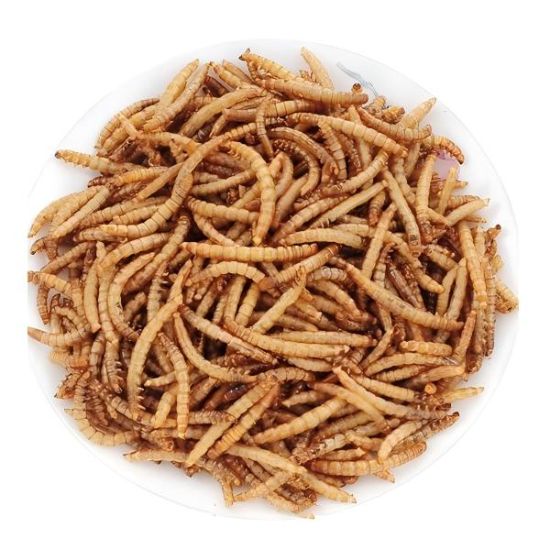 Picture of Dried Mealworm