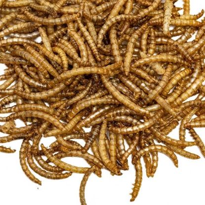 Picture of Dried Mealworm